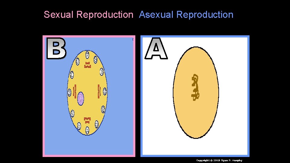 Sexual Reproduction Asexual Reproduction Copyright © 2010 Ryan P. Murphy 