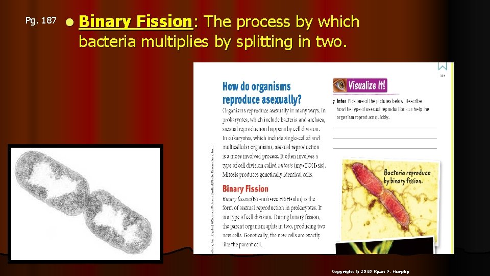 Pg. 187 l Binary Fission: The process by which bacteria multiplies by splitting in