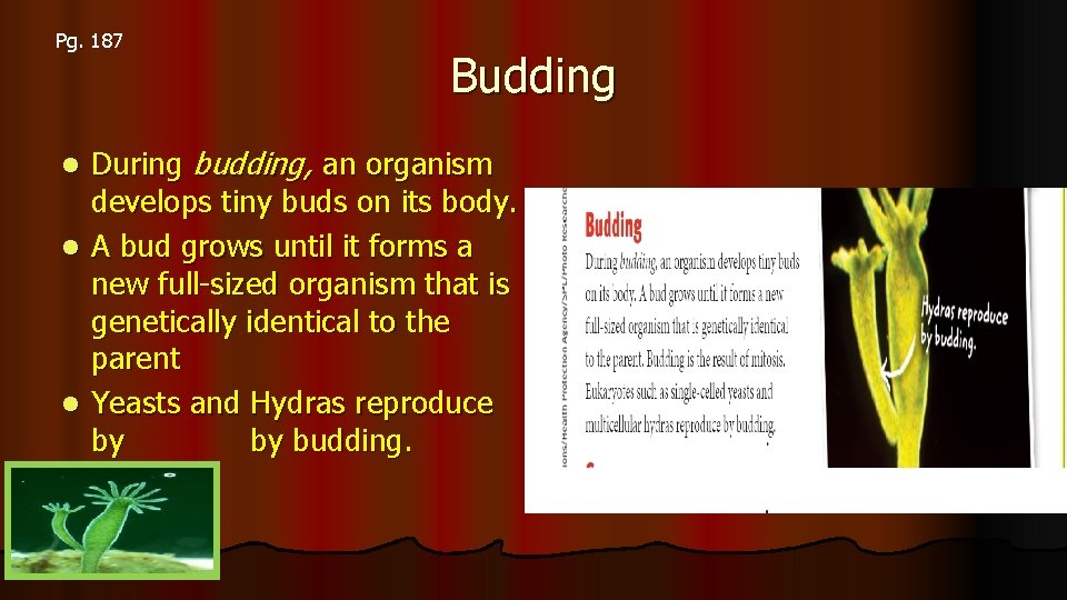 Pg. 187 Budding During budding, an organism develops tiny buds on its body. l