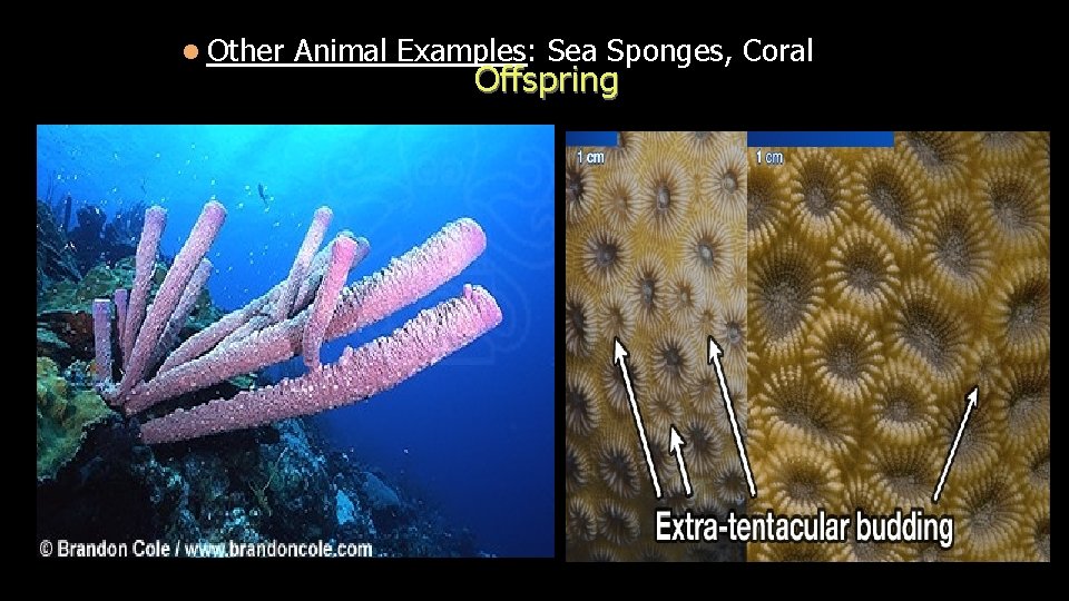 l Other Animal Examples: Sea Sponges, Coral Offspring 