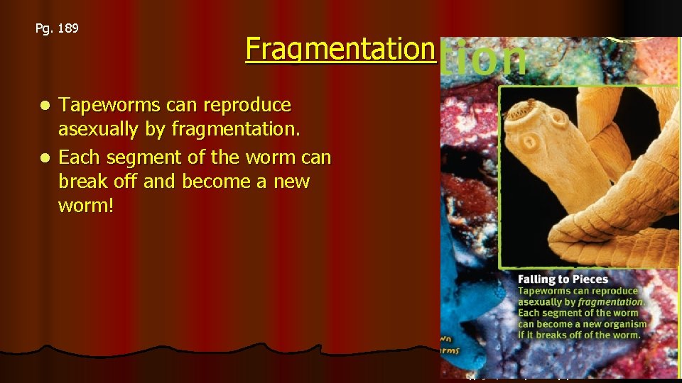 Pg. 189 Fragmentation Tapeworms can reproduce asexually by fragmentation. l Each segment of the