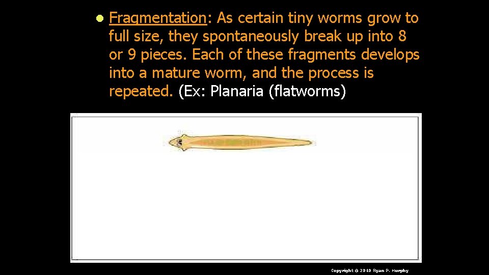 l Fragmentation: As certain tiny worms grow to full size, they spontaneously break up