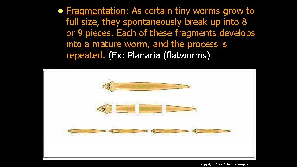 l Fragmentation: As certain tiny worms grow to full size, they spontaneously break up