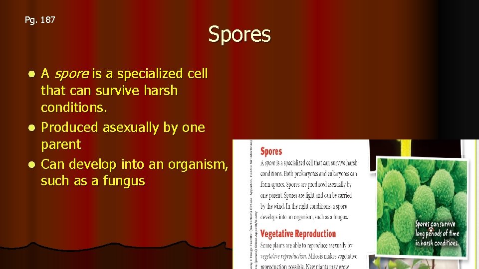 Pg. 187 Spores A spore is a specialized cell that can survive harsh conditions.