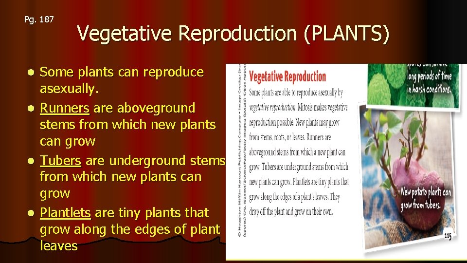 Pg. 187 l l Vegetative Reproduction (PLANTS) Some plants can reproduce asexually. Runners are