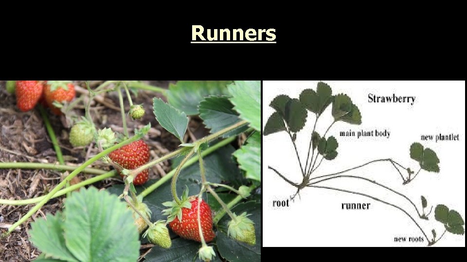 Runners 