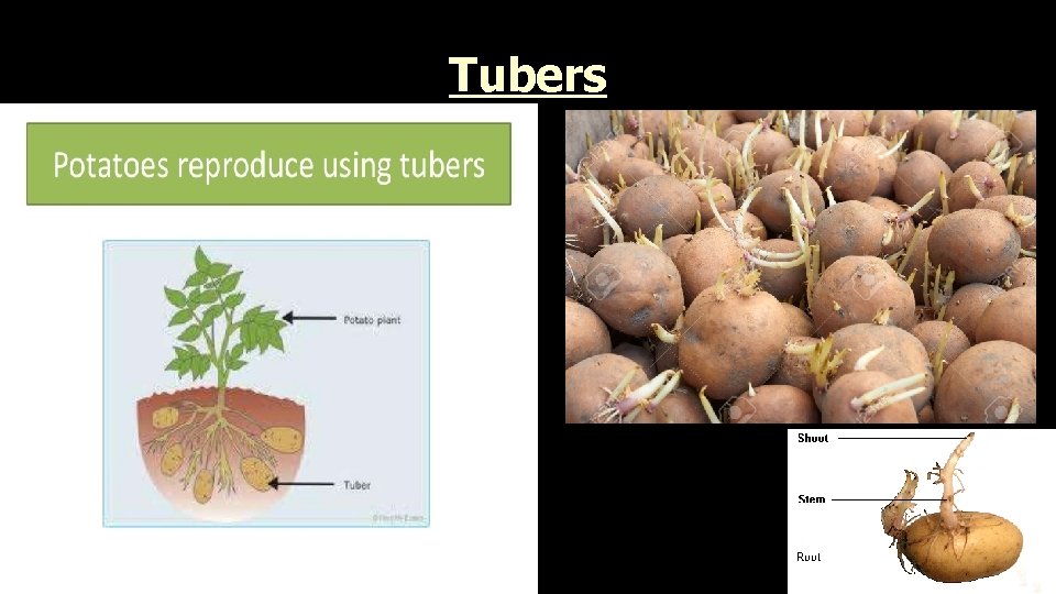 Tubers 