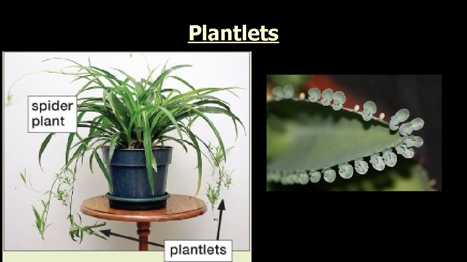 Plantlets 