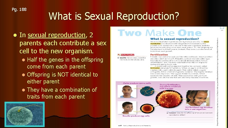 Pg. 188 l What is Sexual Reproduction? In sexual reproduction, 2 parents each contribute