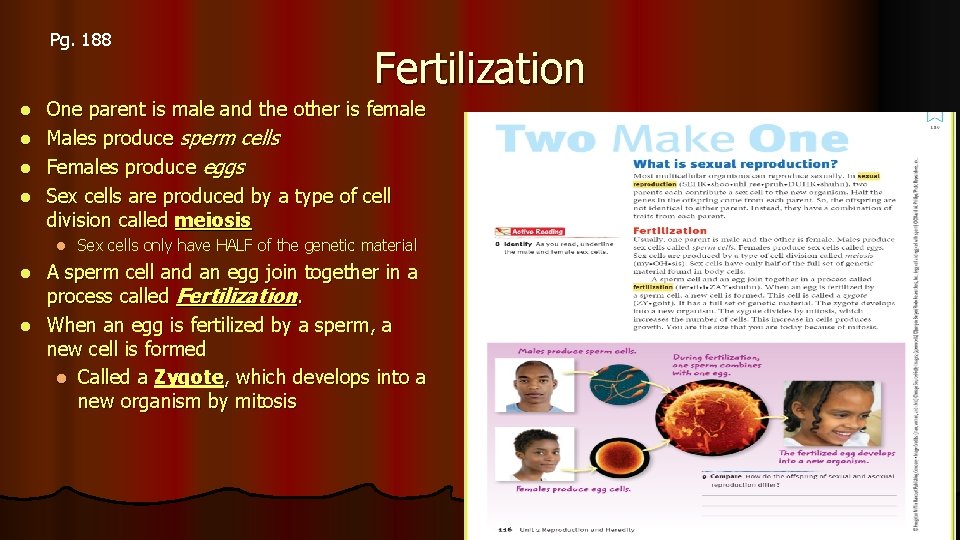 Pg. 188 Fertilization One parent is male and the other is female l Males