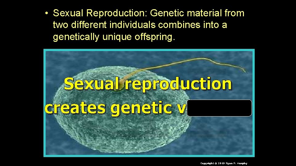  • Sexual Reproduction: Genetic material from two different individuals combines into a genetically