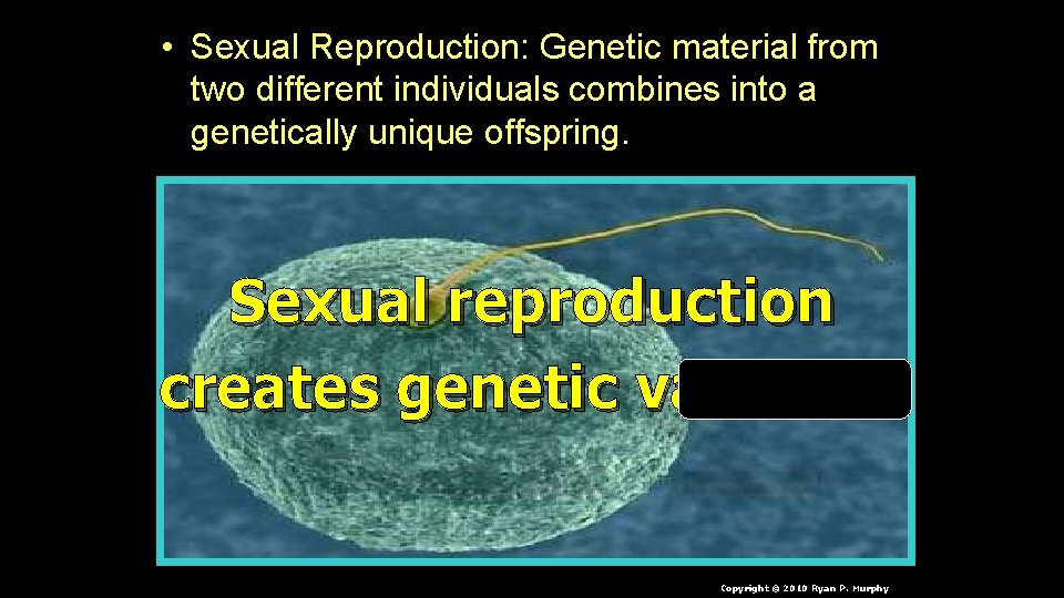  • Sexual Reproduction: Genetic material from two different individuals combines into a genetically