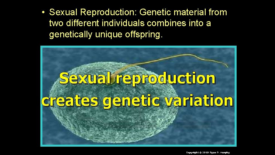  • Sexual Reproduction: Genetic material from two different individuals combines into a genetically