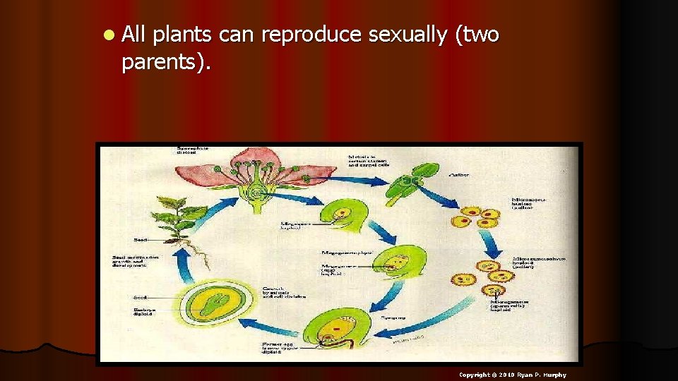 l All plants can reproduce sexually (two parents). Copyright © 2010 Ryan P. Murphy