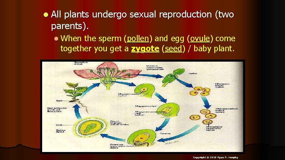 l All plants undergo sexual reproduction (two parents). l When the sperm (pollen) and