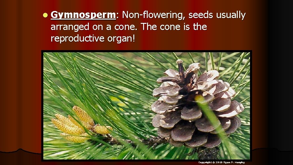 l Gymnosperm: Non-flowering, seeds usually arranged on a cone. The cone is the reproductive