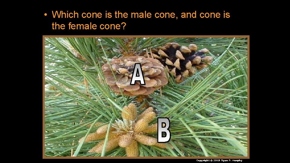  • Which cone is the male cone, and cone is the female cone?