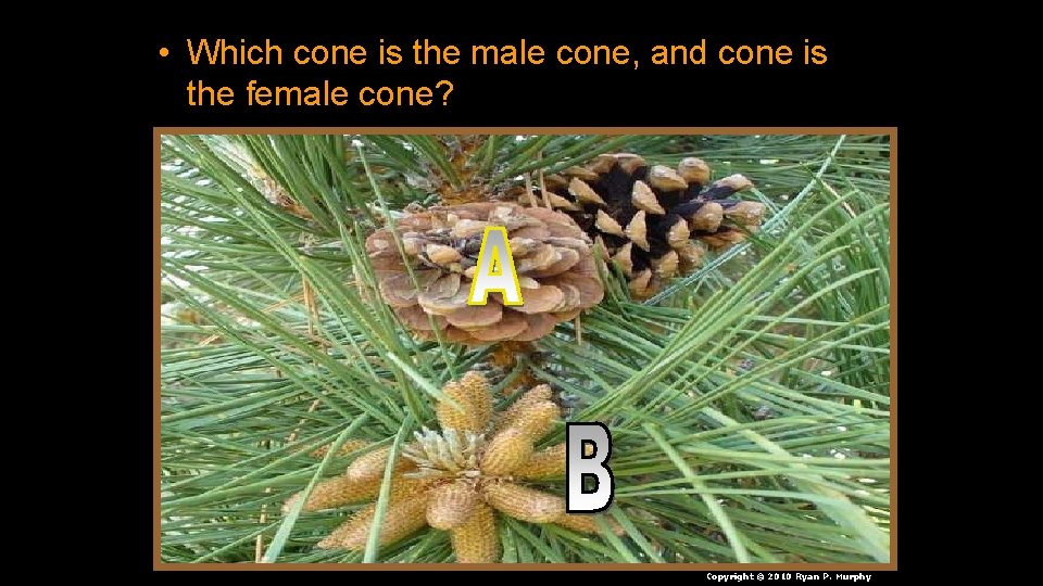  • Which cone is the male cone, and cone is the female cone?