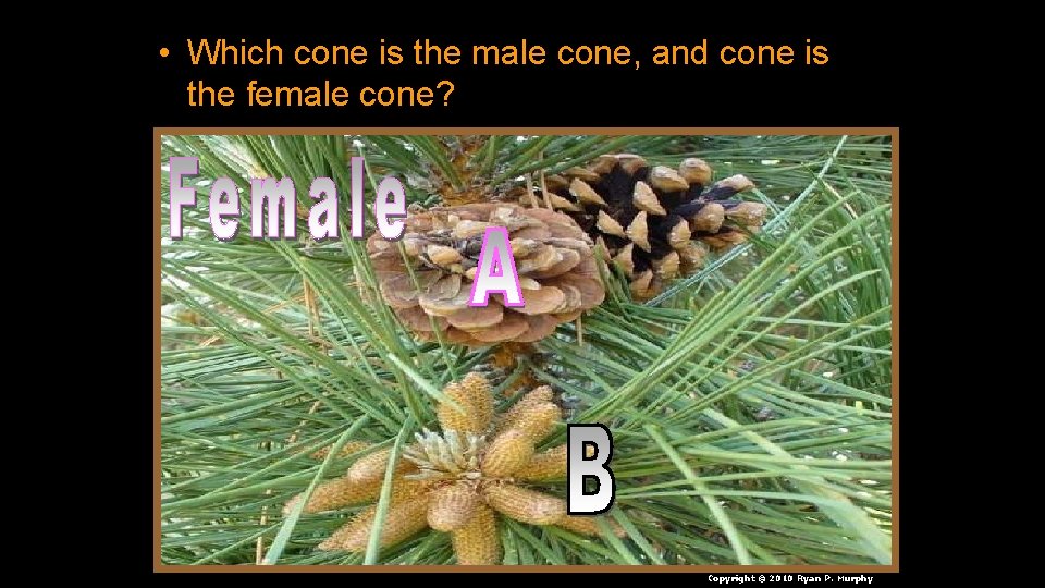  • Which cone is the male cone, and cone is the female cone?