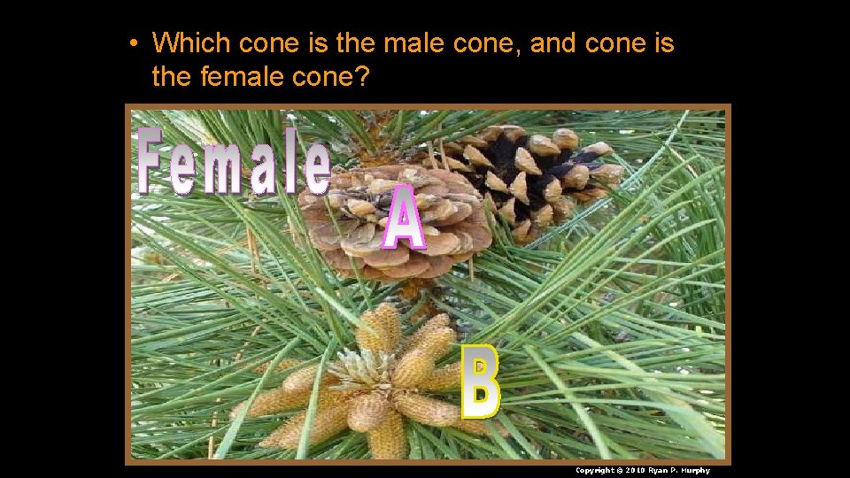  • Which cone is the male cone, and cone is the female cone?