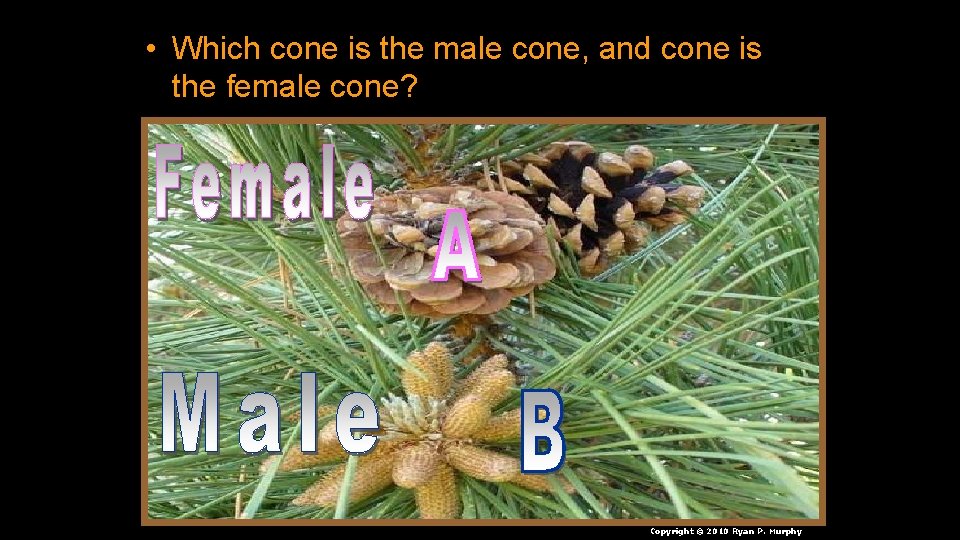  • Which cone is the male cone, and cone is the female cone?