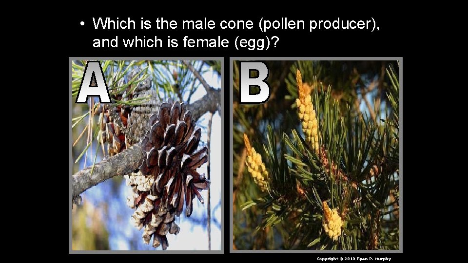  • Which is the male cone (pollen producer), and which is female (egg)?