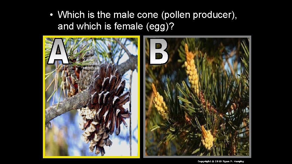  • Which is the male cone (pollen producer), and which is female (egg)?