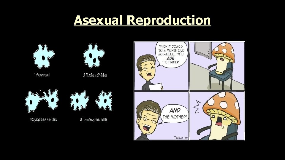 Asexual Reproduction 