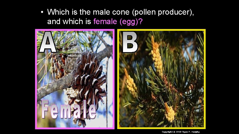  • Which is the male cone (pollen producer), and which is female (egg)?