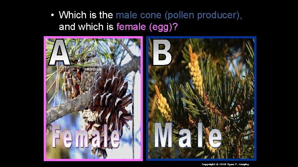  • Which is the male cone (pollen producer), and which is female (egg)?