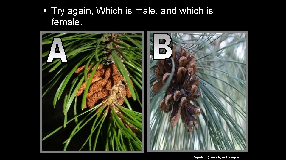  • Try again, Which is male, and which is female. Copyright © 2010