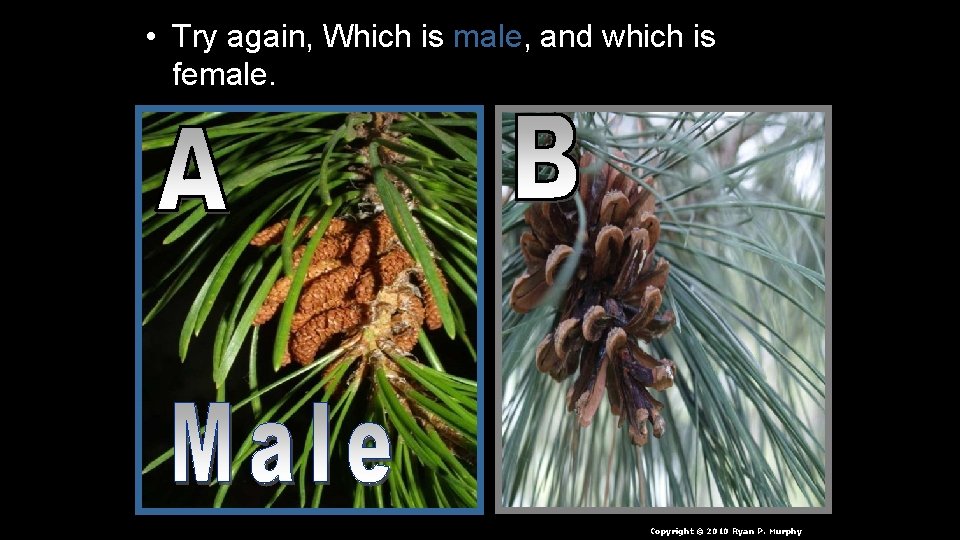  • Try again, Which is male, and which is female. Copyright © 2010