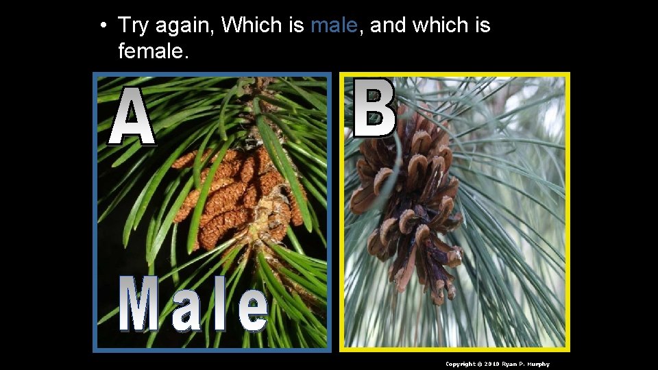  • Try again, Which is male, and which is female. Copyright © 2010
