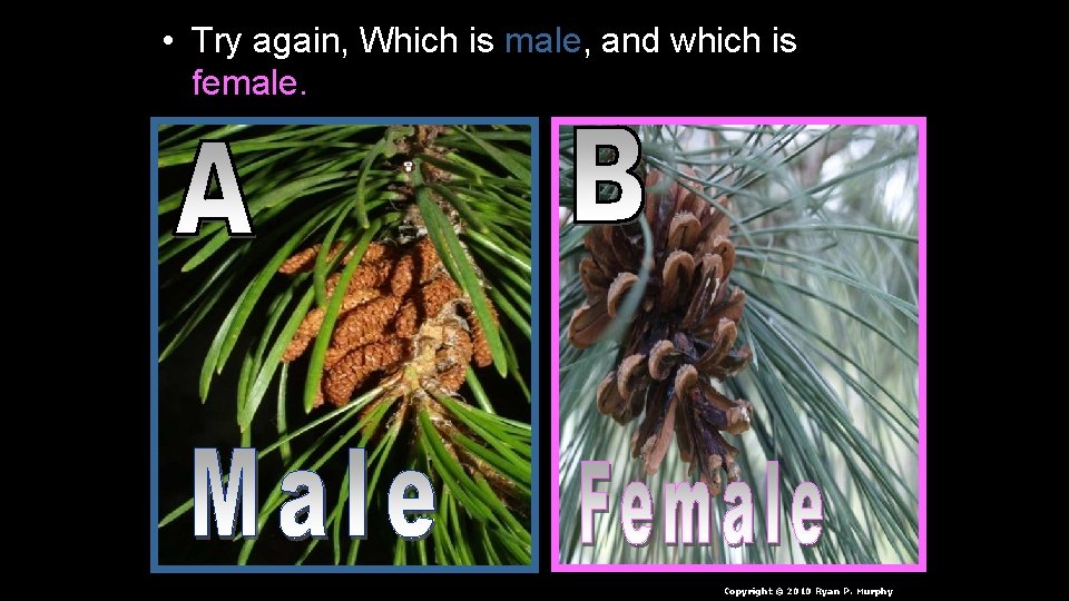  • Try again, Which is male, and which is female. Copyright © 2010