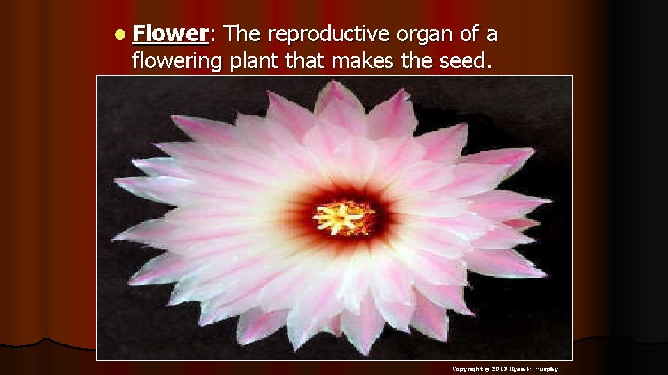 l Flower: The reproductive organ of a flowering plant that makes the seed. Copyright