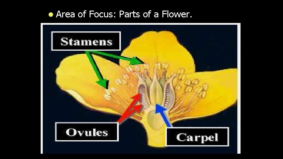 l Area of Focus: Parts of a Flower. 