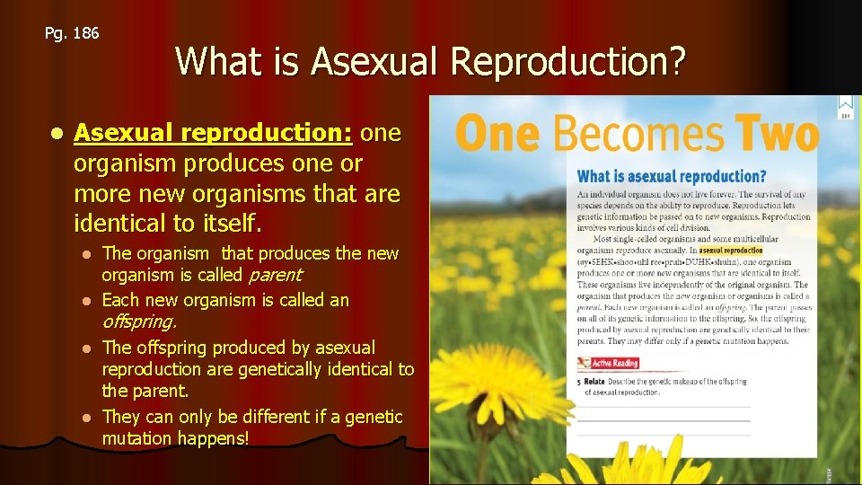 Pg. 186 l What is Asexual Reproduction? Asexual reproduction: one organism produces one or