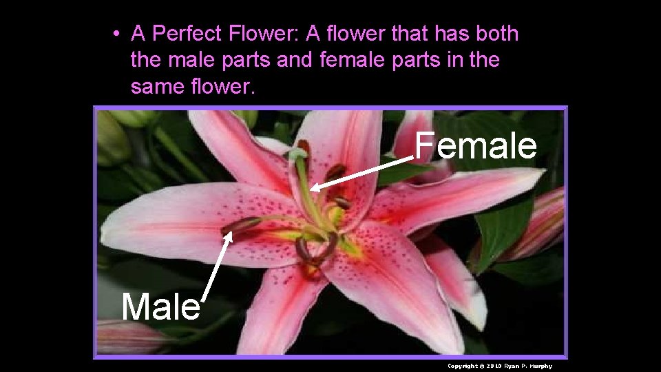  • A Perfect Flower: A flower that has both the male parts and