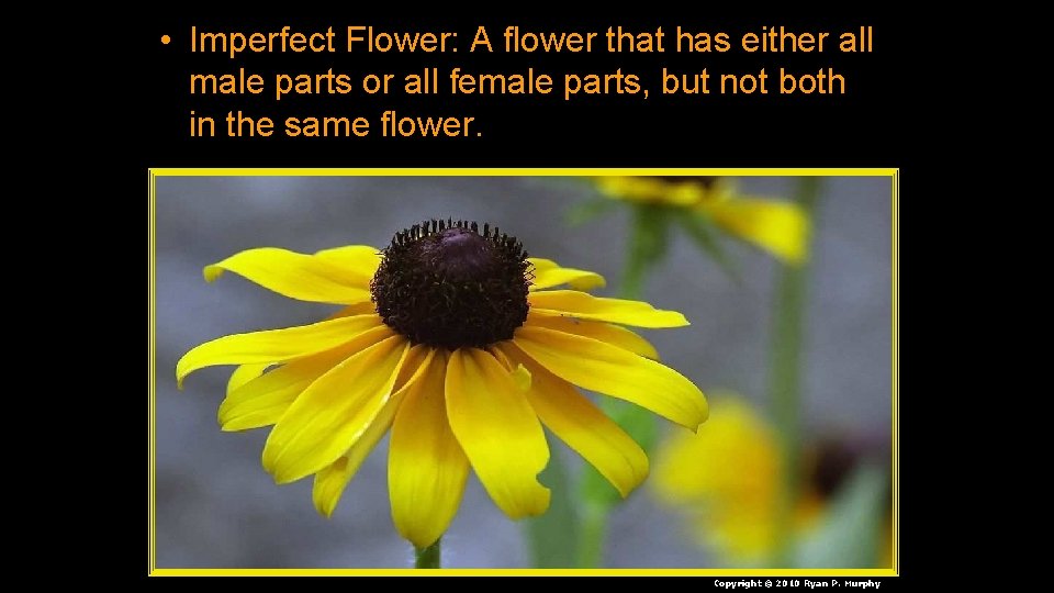  • Imperfect Flower: A flower that has either all male parts or all