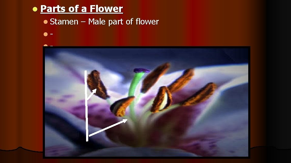 l Parts of a Flower l Stamen ll- – Male part of flower 