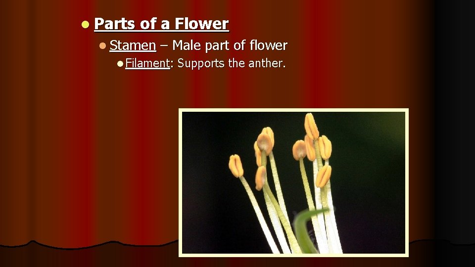 l Parts of a Flower l Stamen – Male part of flower l Filament: