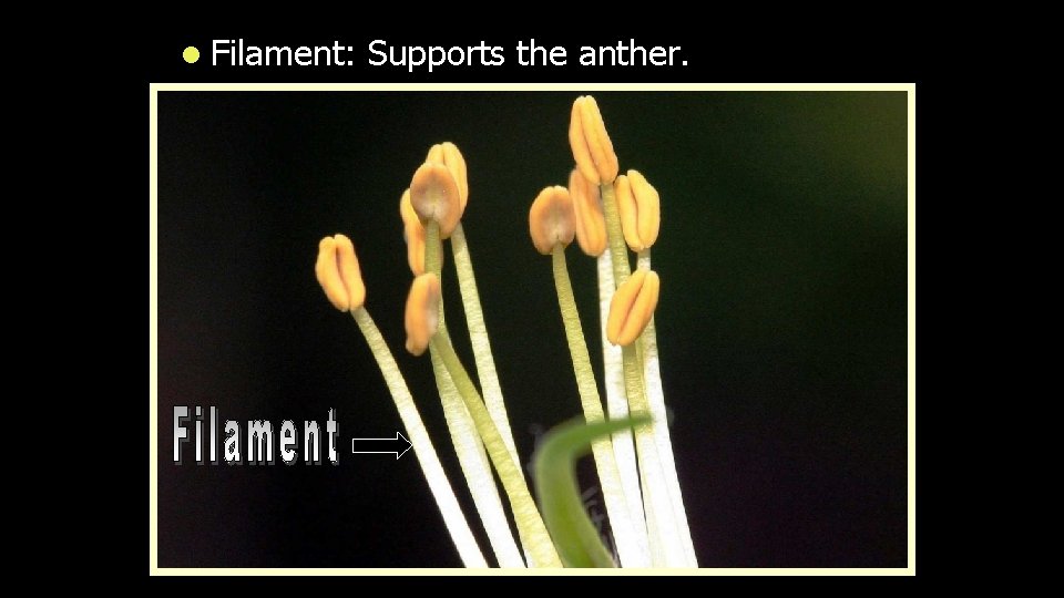 l Filament: Supports the anther. 