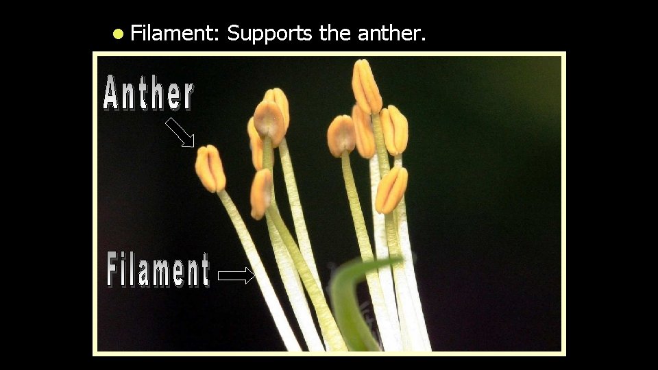 l Filament: Supports the anther. 