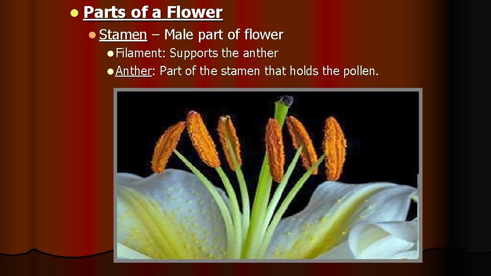 l Parts of a Flower l Stamen – Male part of flower l Filament: