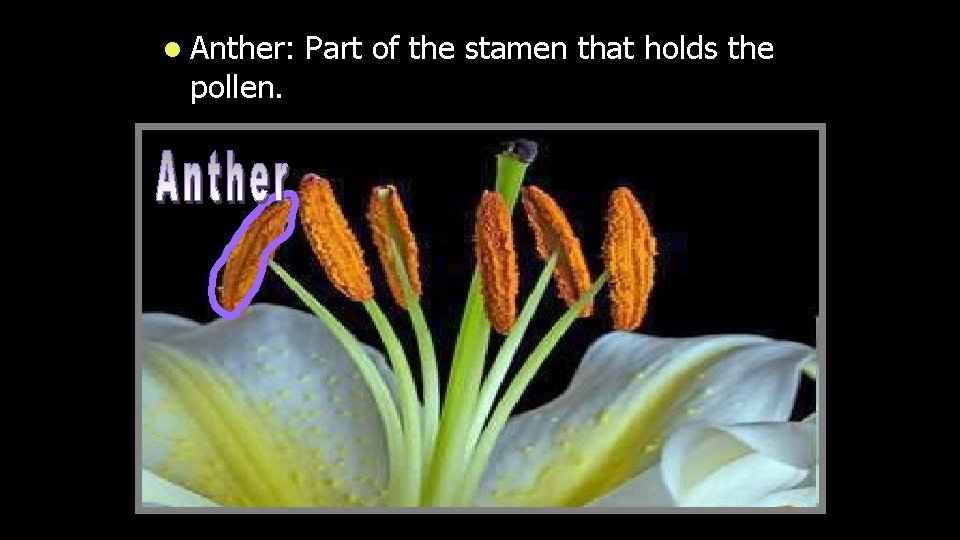 l Anther: pollen. Part of the stamen that holds the 