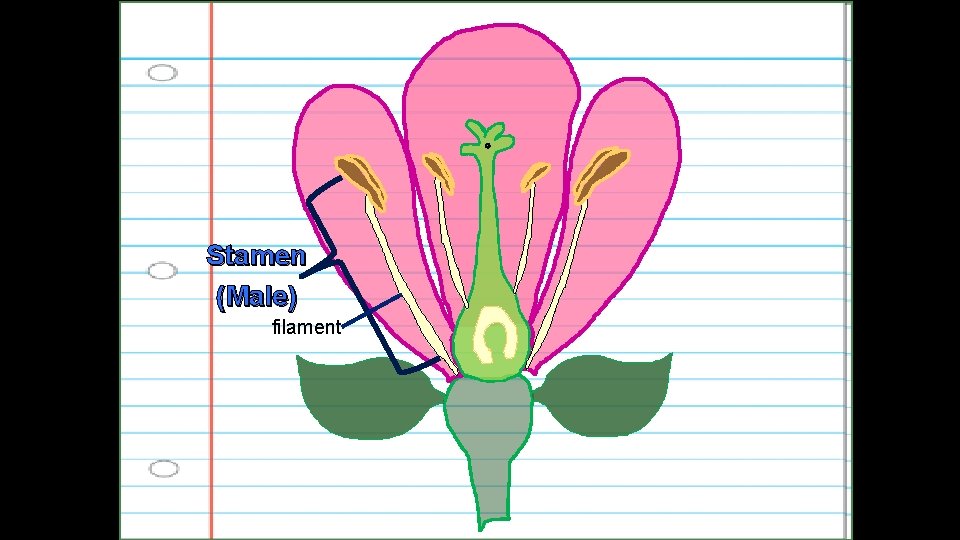 Stamen (Male) filament 