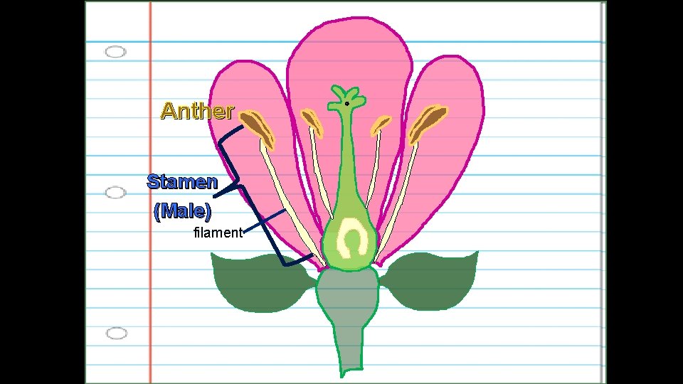 Anther Stamen (Male) filament 