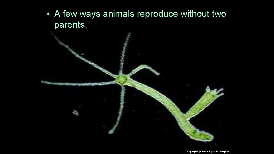  • A few ways animals reproduce without two parents. Copyright © 2010 Ryan