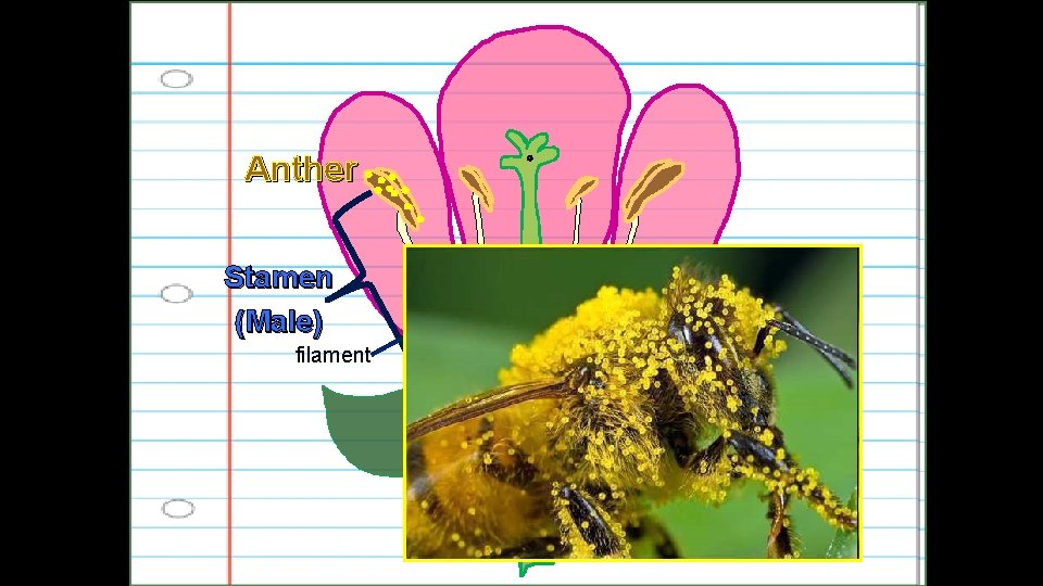 Anther Stamen (Male) filament 