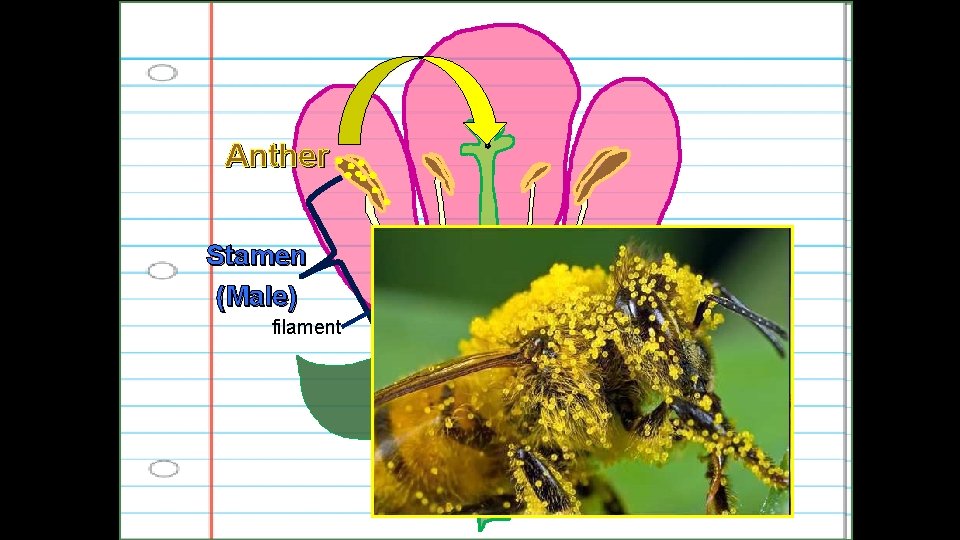 Anther Stamen (Male) filament 